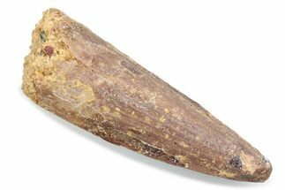 Fossil Spinosaurus Tooth - Real Dinosaur Tooth #370541