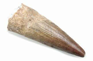 Fossil Spinosaurus Tooth - Real Dinosaur Tooth #370549