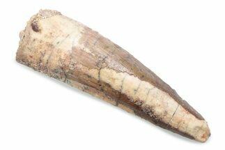 Fossil Spinosaurus Tooth - Real Dinosaur Tooth #370580