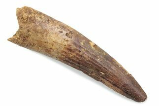 Fossil Spinosaurus Tooth - Real Dinosaur Tooth #370585