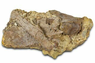 Fossil Dinosaur Bone Fragments in Sandstone - Wyoming #370651