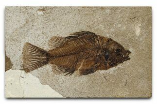 Detailed Fossil Fish (Priscacara serrata) - Wyoming #370855