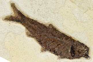 Detailed Fossil Fish (Knightia) - Wyoming #370858