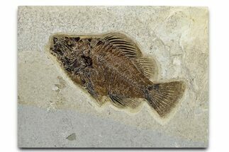 Detailed Fossil Fish (Cockerellites) - Wyoming #370864
