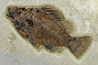 Detailed Fossil Fish (Cockerellites) - Wyoming #370864