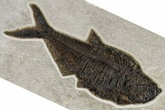 Large, Fossil Fish (Diplomystus) - Green River Formation #370904