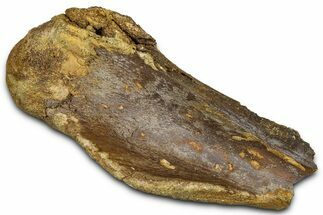 Fossil Dinosaur Appendage Bone Section - Wyoming #370980