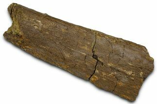 Fossil Dinosaur Appendage Bone Section - Wyoming #370984