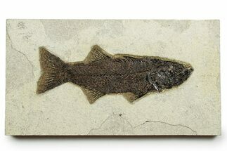 Uncommon Fish Fossil (Mioplosus) - Wyoming #370873