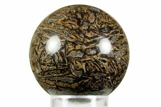 Polished Petrified Cycad (Cycadales) Fossil Sphere #370878