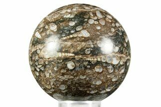 Polished Freshwater Snails (Elimia) In Limestone Sphere - Wyoming #370887