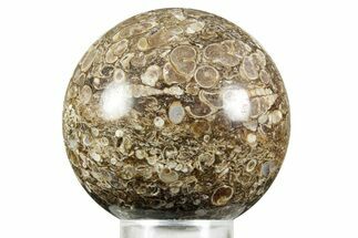Polished Freshwater Snails (Elimia) In Limestone Sphere - Wyoming #370888