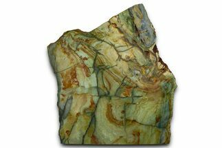Gary Green Jasper (Larsonite) Bog Wood Slab - Oregon #371002