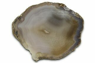 Polished Agate Replaced Petrified Wood Limb Cast - Wyoming #371093