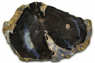Petrified Wood (Schinoxylon) Limb Round - Blue Forest, Wyoming #371131