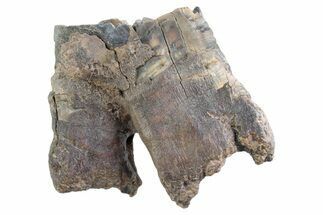 Fossil Woolly Rhino (Coelodonta) Partial Tooth - Siberia #370934