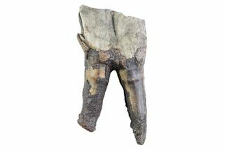 Fossil Woolly Rhino (Coelodonta) Partial Tooth - Siberia #370958