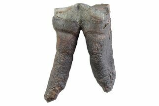 Fossil Woolly Rhino (Coelodonta) Tooth - Siberia #370959