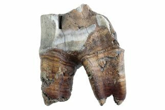 Fossil Woolly Rhino (Coelodonta) Tooth - Siberia #370961
