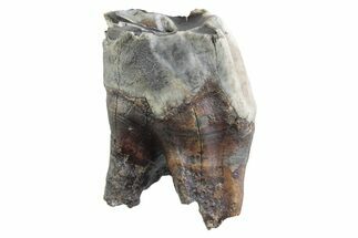 Fossil Woolly Rhino (Coelodonta) Tooth - Siberia #370963