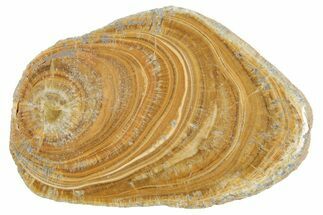 Polished Aragonite Stalactite Slice - Morocco #371052