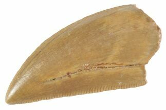 Serrated Raptor Tooth - Real Dinosaur Tooth #370398