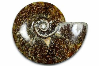 Polished Ammonite (Cleoniceras) Fossil - Madagascar #369610
