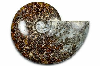 Polished Ammonite (Cleoniceras) Fossil - Madagascar #369616