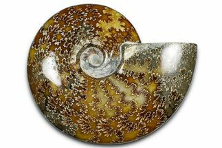 Polished Ammonite (Cleoniceras) Fossil - Madagascar #369628