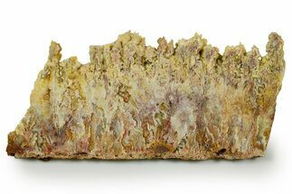 Polished Bella Vista Agate Slab - Oregon #371202