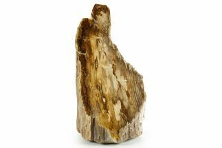 Polished Petrified Wood (Cypress) Stand-Up - Saddle Mountain, WA #371214
