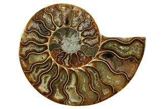 Cut & Polished Ammonite Fossil (Half) - Madagascar #369592