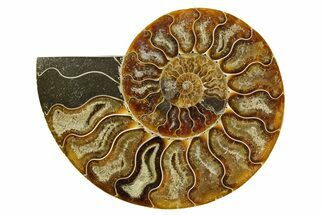 Cut & Polished Ammonite Fossil (Half) - Madagascar #369595