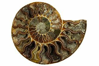Cut & Polished Ammonite Fossil (Half) - Madagascar #369602