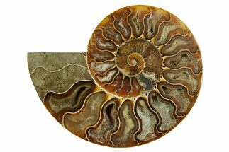 Cut & Polished Ammonite Fossil (Half) - Madagascar #369605