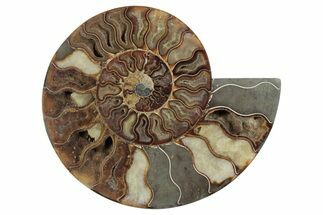 Cut & Polished Ammonite Fossil (Half) - Madagascar #371447