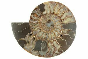 Large 7 Inch Wide Ammonite (Half) (#4117) For Sale - FossilEra.com