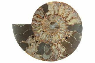 Cut & Polished Ammonite Fossil (Half) - Madagascar #371450