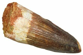 Fossil Spinosaurus Tooth - Feeding Worn Tooth #370697