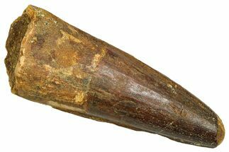 Fossil Spinosaurus Tooth - Feeding Worn Tooth #370700