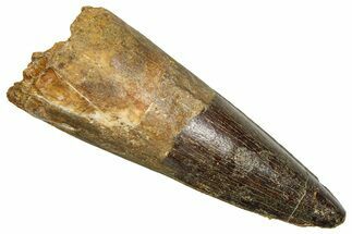 Fossil Spinosaurus Tooth - Feeding Worn Tooth #370702