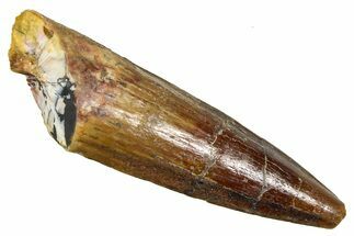 Fossil Spinosaurus Tooth - Real Fossil Tooth #370706