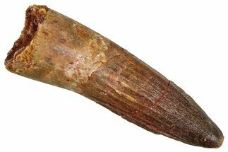 Fossil Spinosaurus Tooth - Feeding Worn Tooth #370724