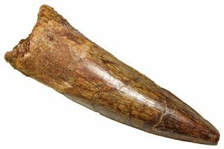 Fossil Spinosaurus Tooth - Real Fossil Tooth #370734