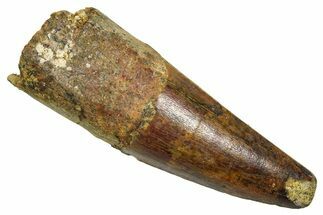 Fossil Spinosaurus Tooth - Feeding Worn Tooth #370738