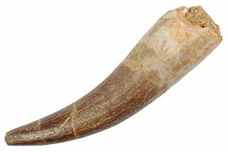 Fossil Plesiosaur (Zarafasaura) Tooth - Morocco #370247