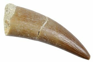 Fossil Plesiosaur (Zarafasaura) Tooth - Morocco #370259
