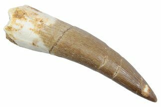 Fossil Plesiosaur (Zarafasaura) Tooth - Morocco #370261