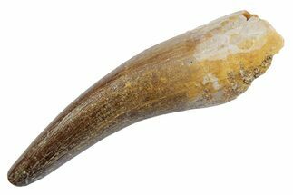 Fossil Plesiosaur (Zarafasaura) Tooth - Morocco #370263
