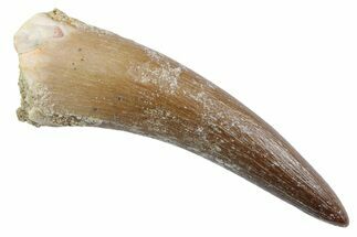 Fossil Plesiosaur (Zarafasaura) Tooth - Morocco #370489